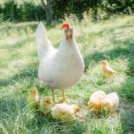 Granducato Di Monteballante Ferienhaus